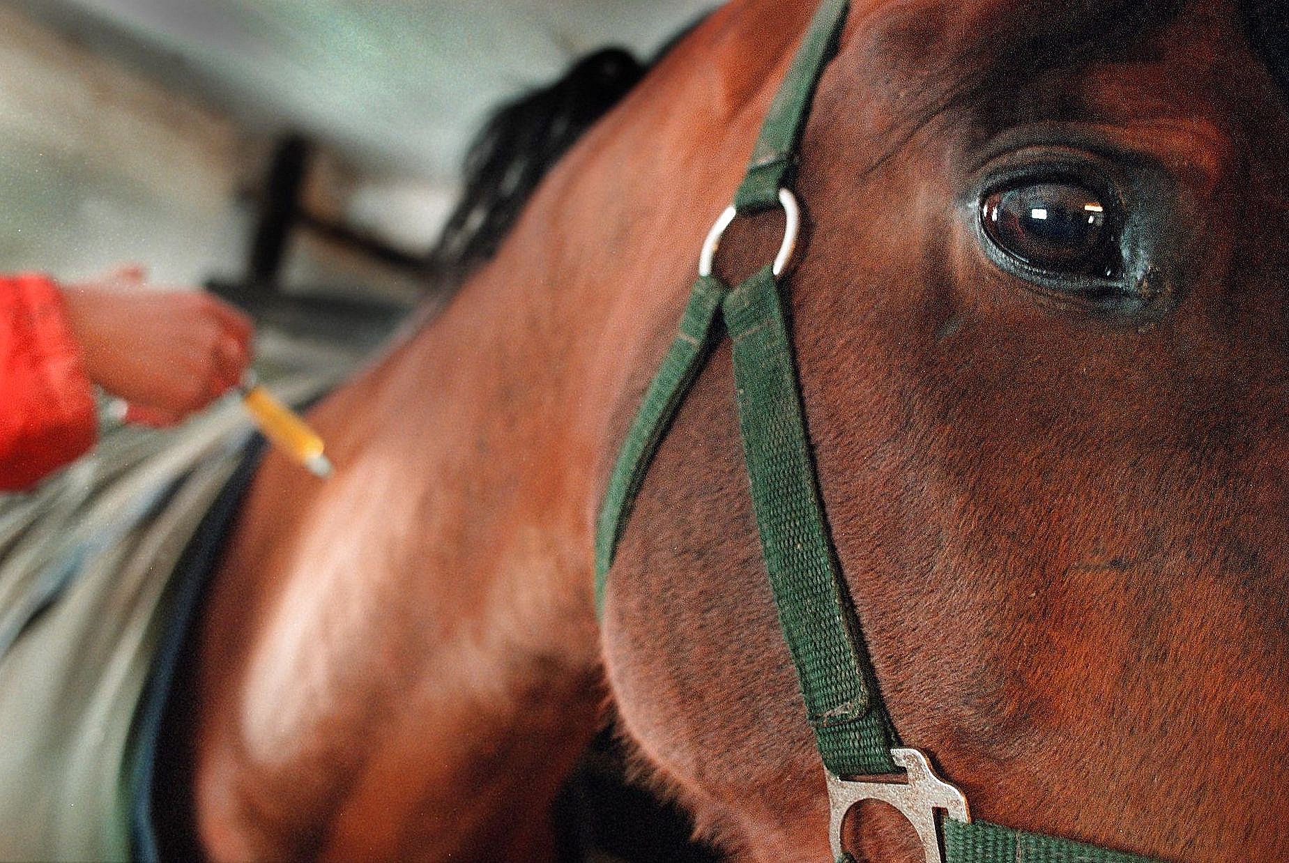 Heste sultede og tørstede halvt år - dyrlæge aldrig set noget | TV2 Fyn