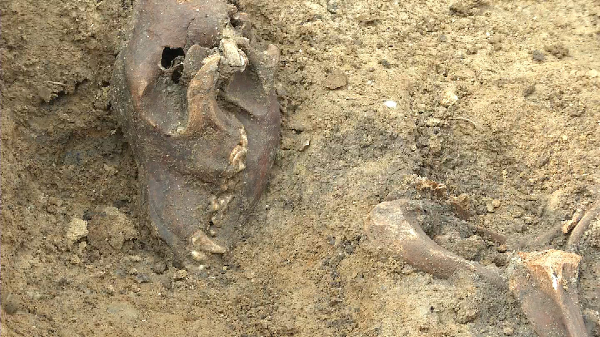 fusionere talent Antologi Usædvanlig velbevaret vikingegrav fundet ved et tilfælde: Hunden kom med i  graven | TV2 Fyn