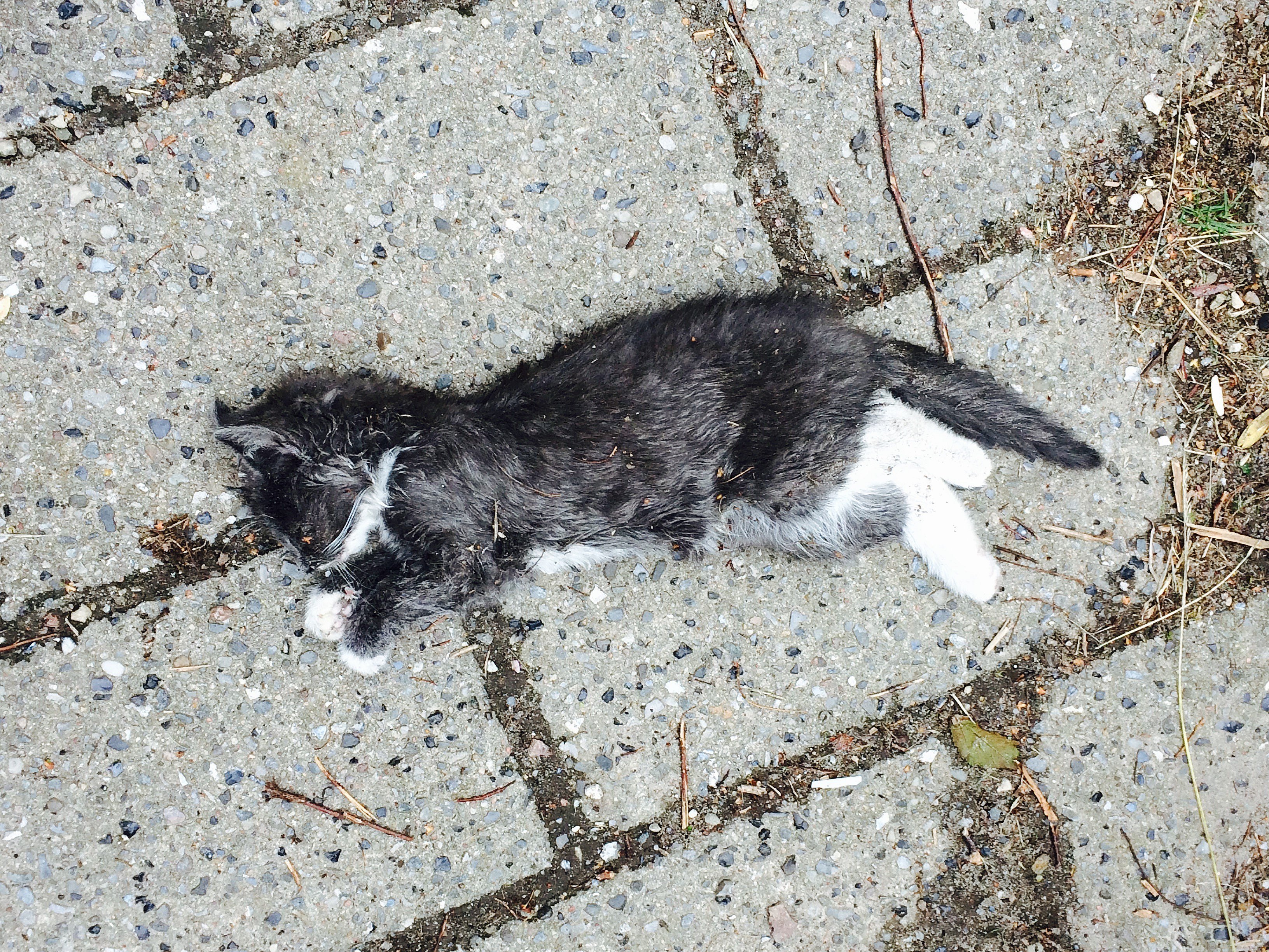 Dyremishandling i Vollsmose: Børn river og ben af katte TV2 Fyn