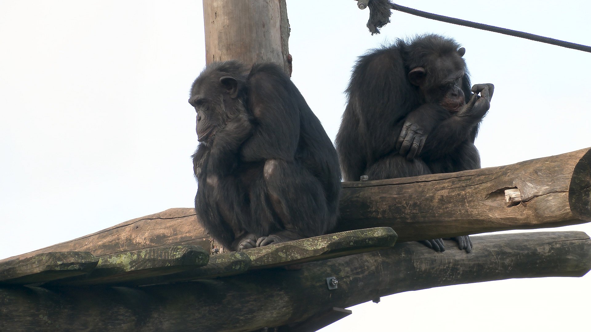 Odense Zoo Haber Pa Abning Af Hele Haven Tv2 Fyn