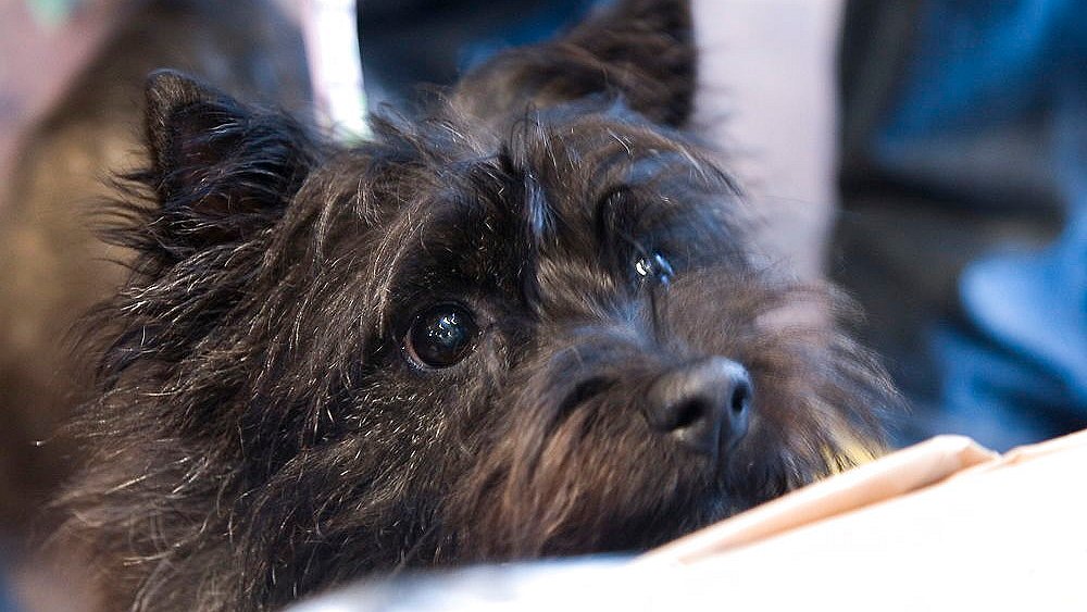 Dømt for dyremishandling: Hund ihjel med køkkenkniv sommerfest TV2