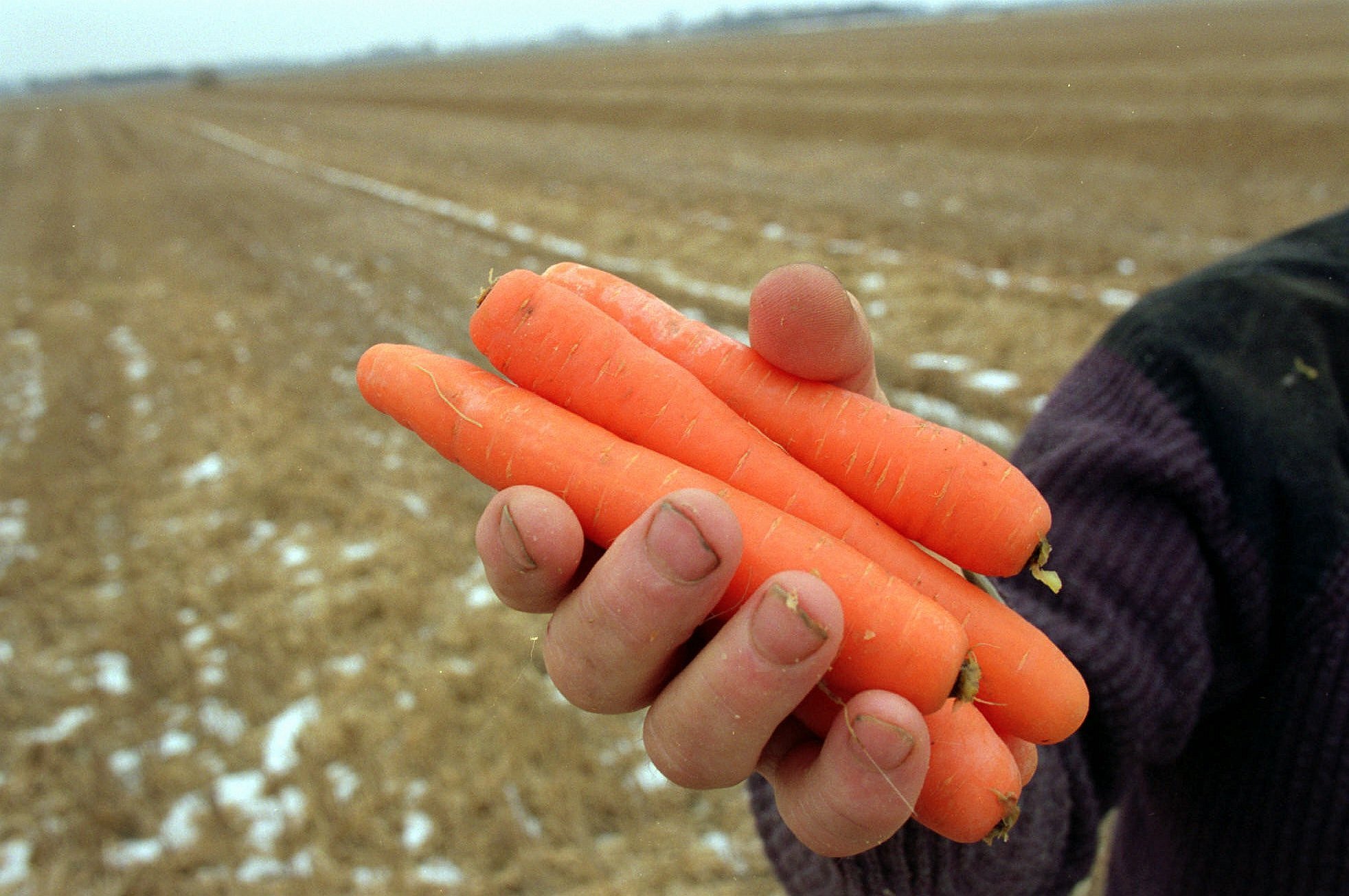 Gulerødder superfood: Tre ting ikke vidste om den værdifulde grøntsag | TV2 Fyn