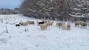 Vrede borgere kimer fåreavler ned - fryser de ihjel?