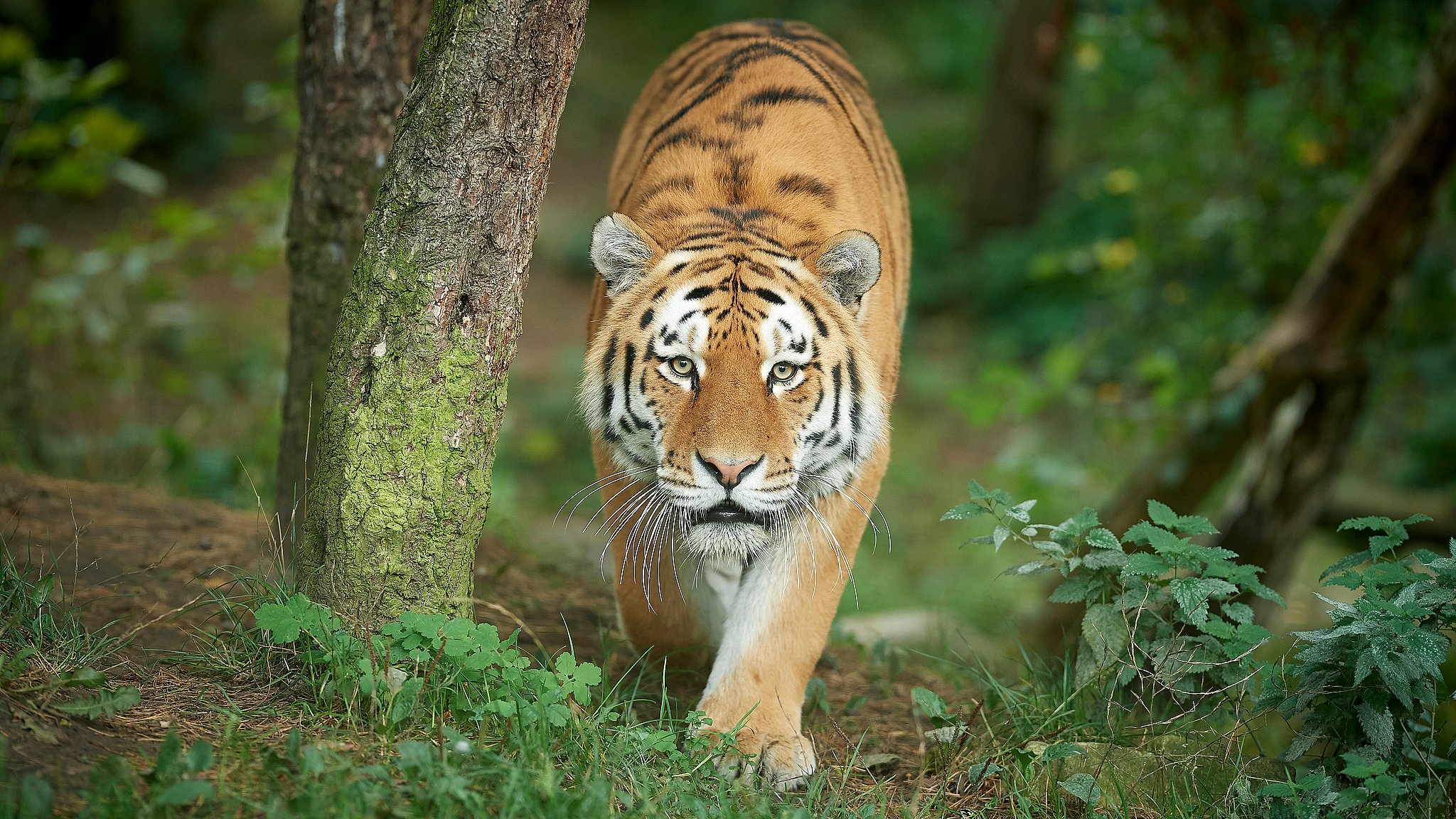 Tiger Fra Odense Zoo Draeber Dyrepasser Tv2 Fyn