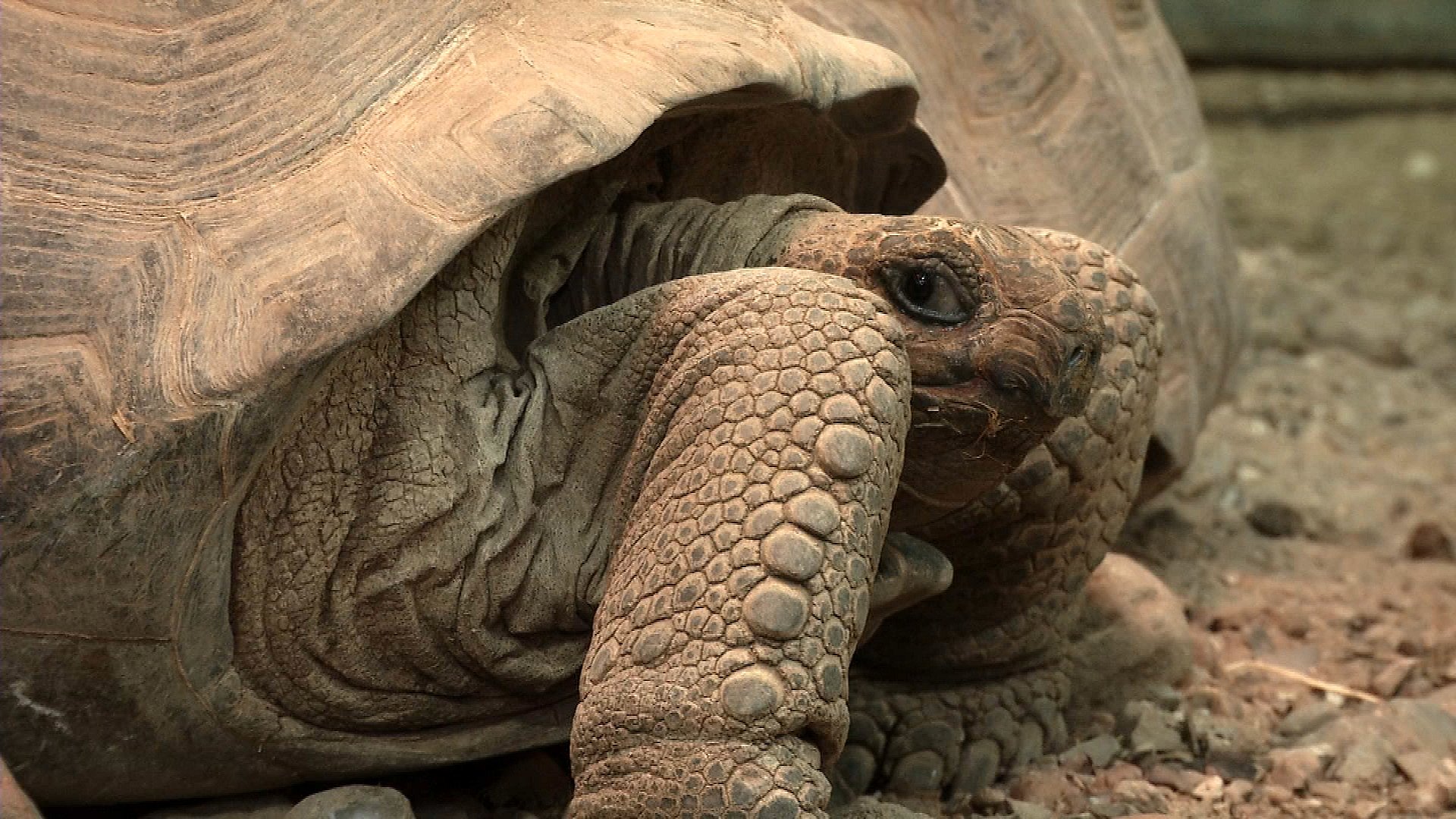 Ramt Af Forsamlingsforbud Odense Zoo Lukker Ned Tv2 Fyn