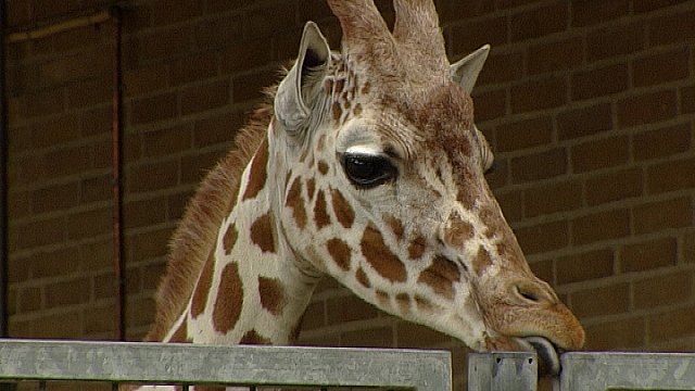 Odense Zoo Abner I Centrum Tv2 Fyn