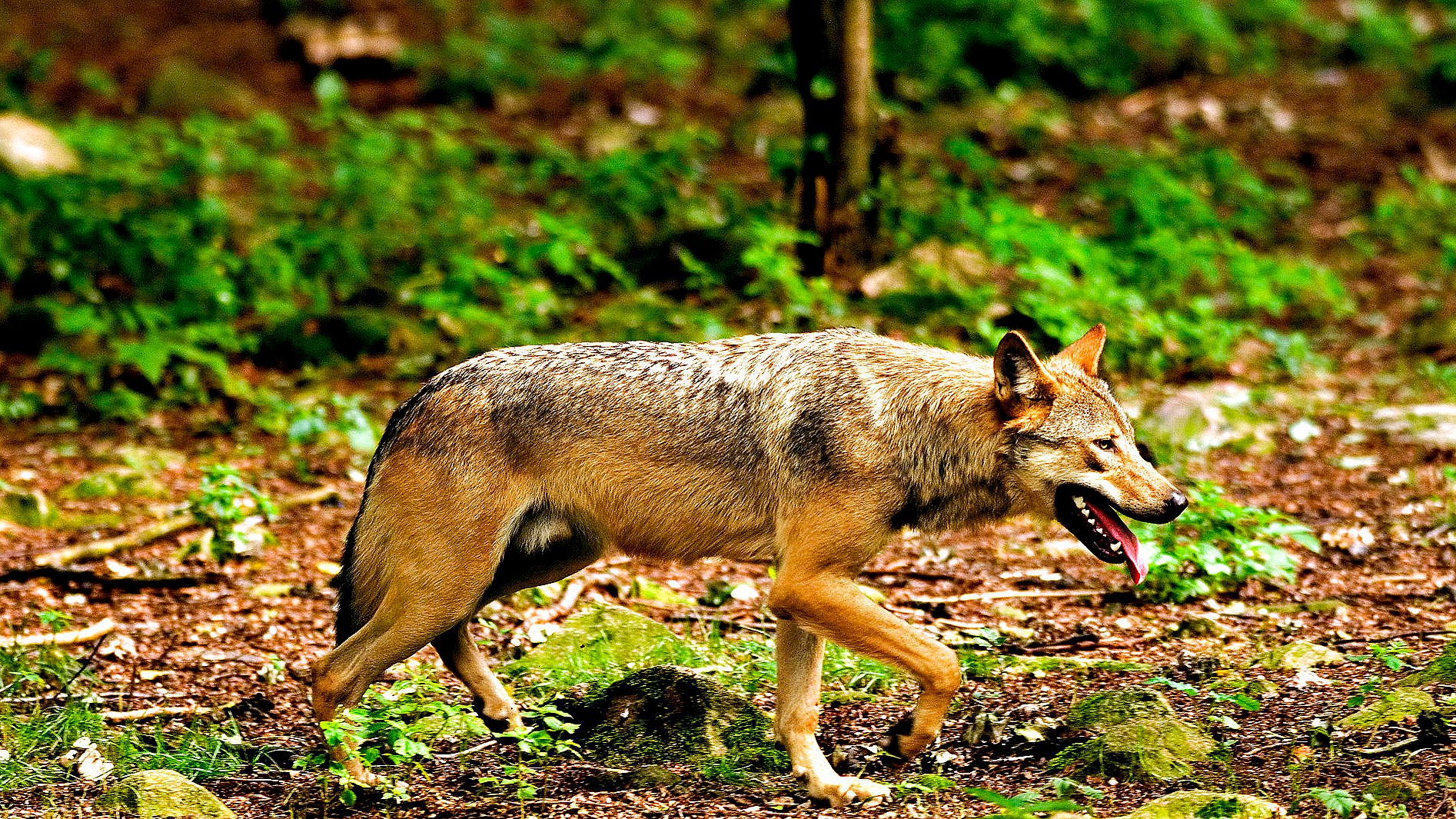 Fynboer vil finde ulven: Kun få kender reglerne | TV2 Fyn