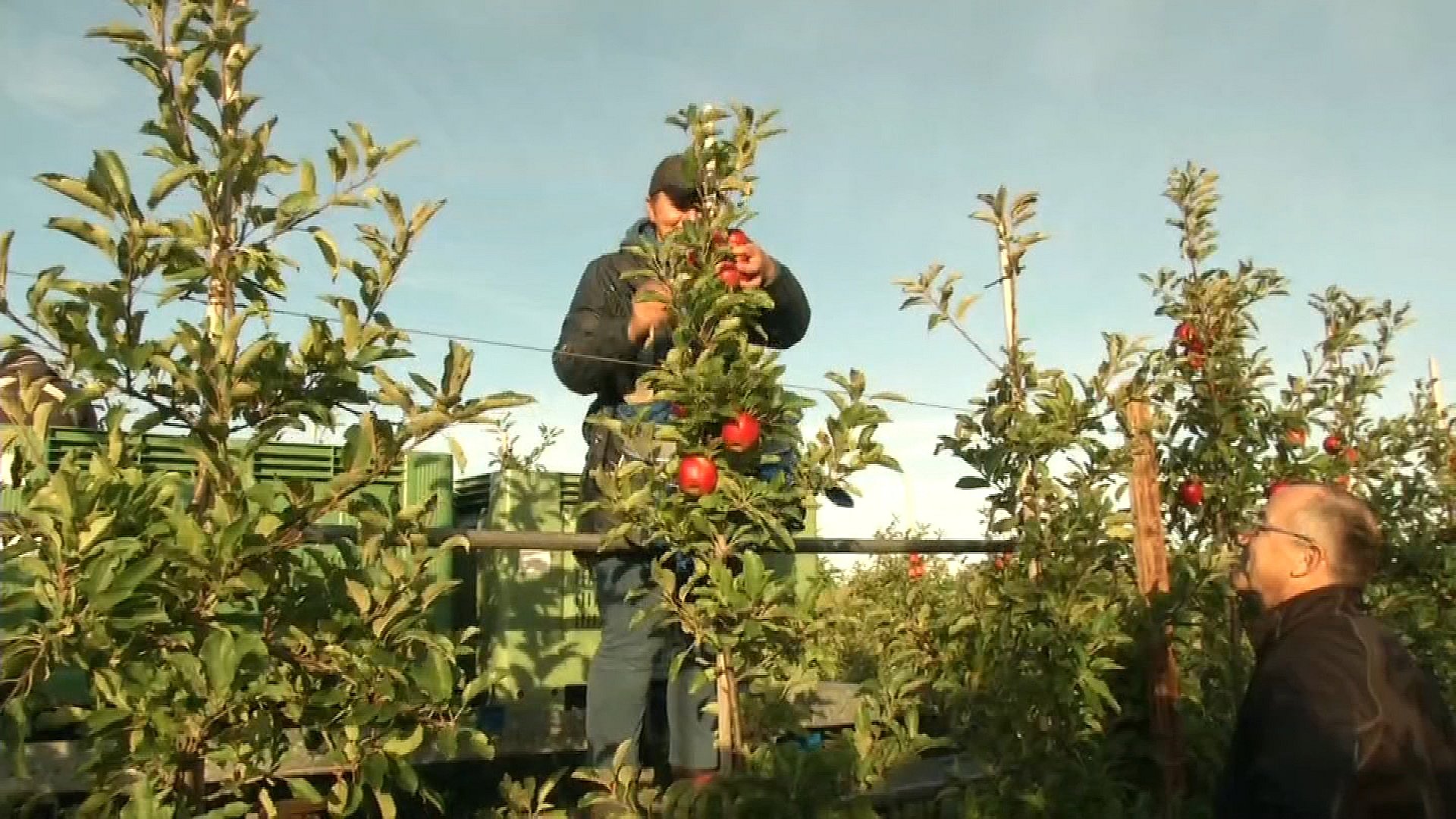 945 Ensomhed Autonom Fynske frugtavlere må bide i det sure æble: - Det bliver et år uden løn |  TV2 Fyn