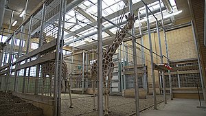 Vintervejr er slet ikke noget for girafferne i zoo