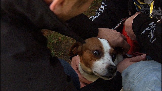 Hjælp hjemløses hunde | TV2 Fyn