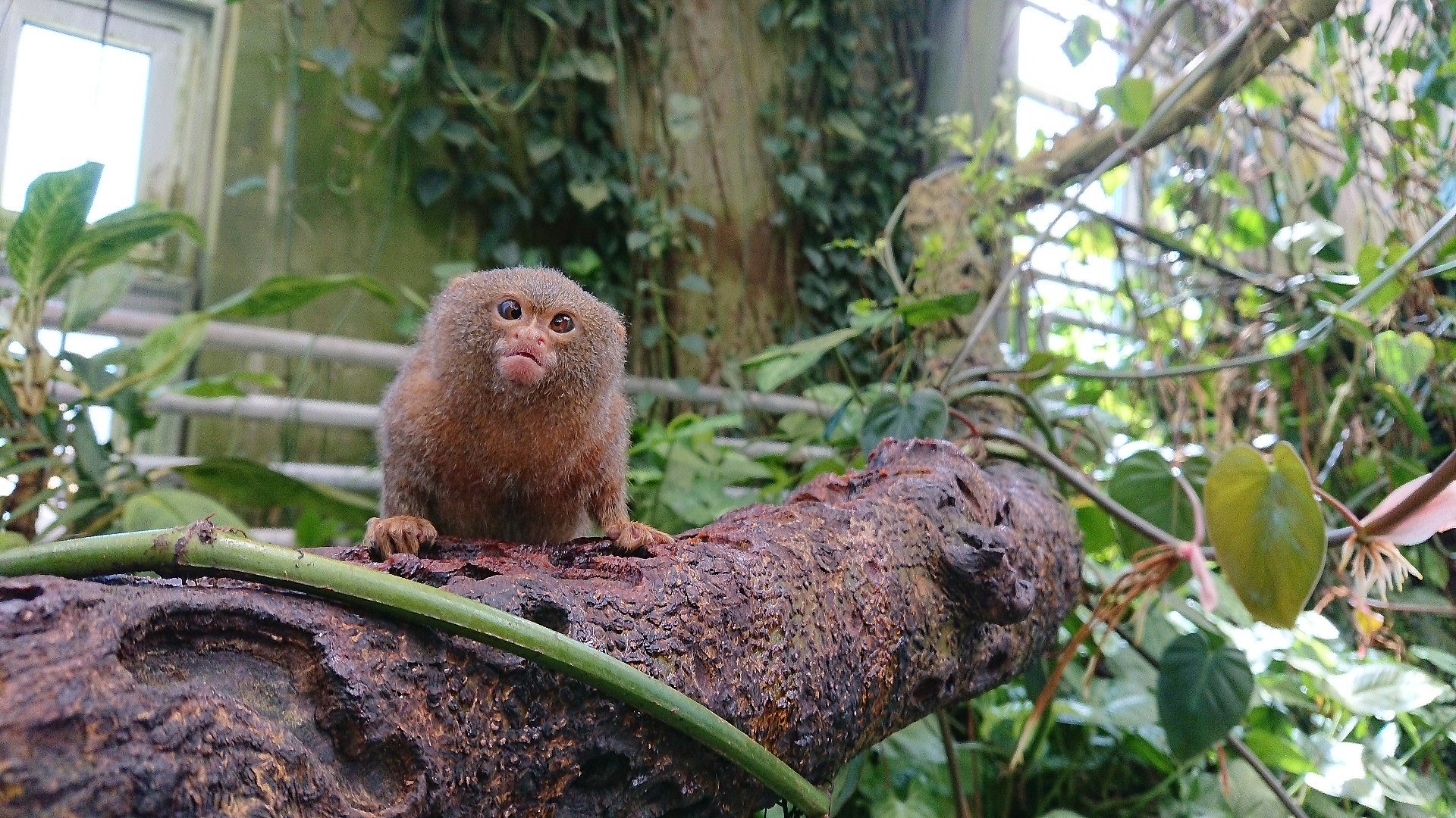 Klar Til Feriegaester Odense Zoo Indforer Flere Coronatiltag Tv2 Fyn