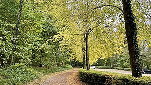 Sjaskvåd morgen forvandles til lun oktoberdag