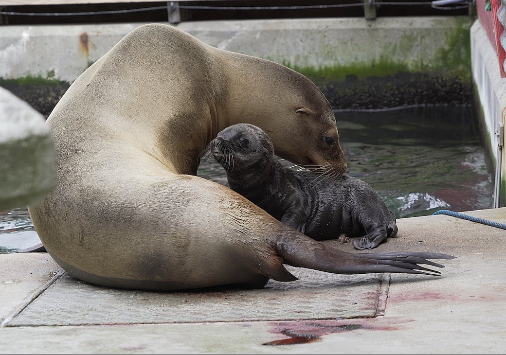 Første søløveunge i ti år døde - håber zoo på en ny | TV2 Fyn