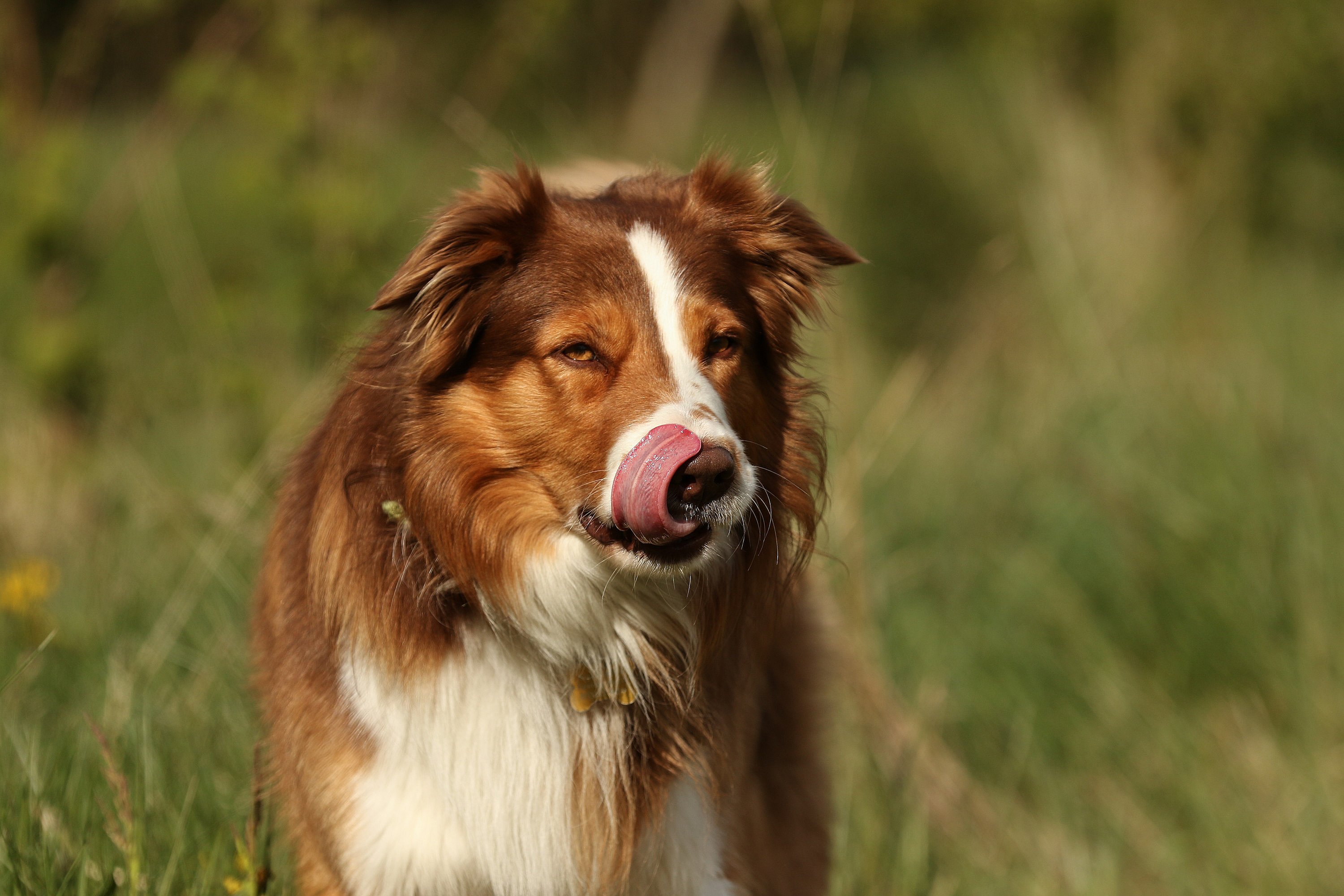 kold Nogen skat Dyrlæger advarer: Det må din hund aldrig spise i skoven | TV 2 Fyn