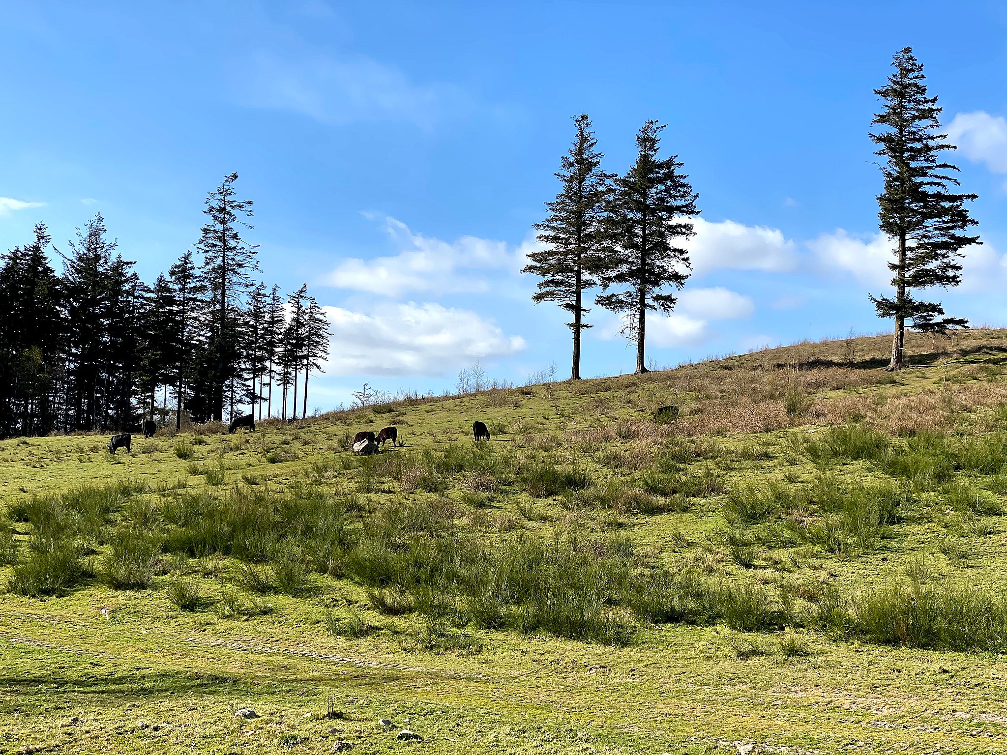 Planer Om At Gore Svanninge Bakker Til Naturnationalpark Tv2 Fyn