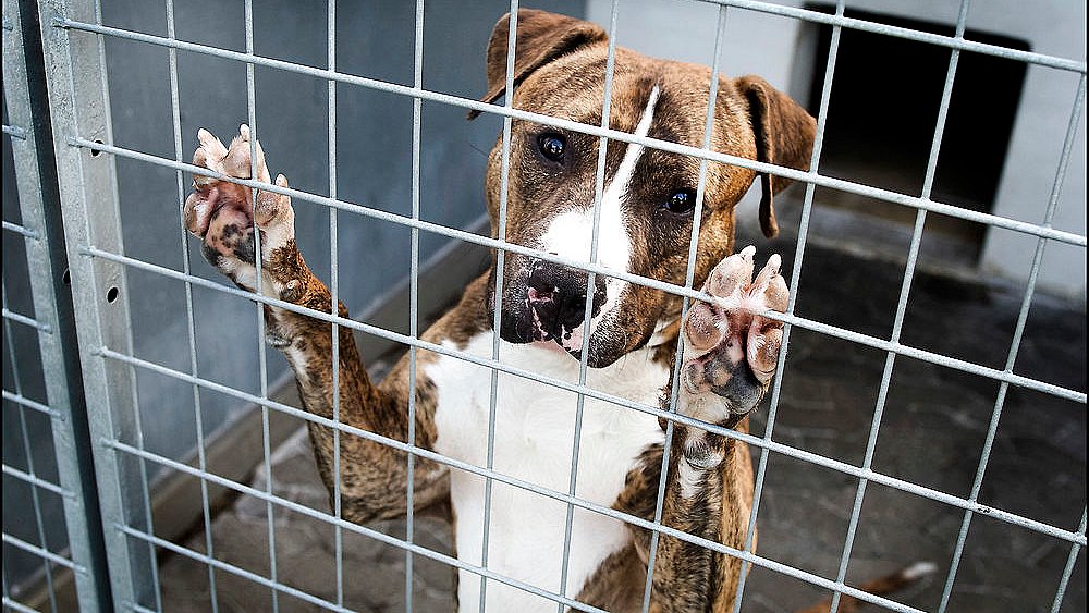 Efter Marley og Friggs dødsdom: Beskyttelse vil lette hundeejere for bevisbyrde | TV2 Fyn