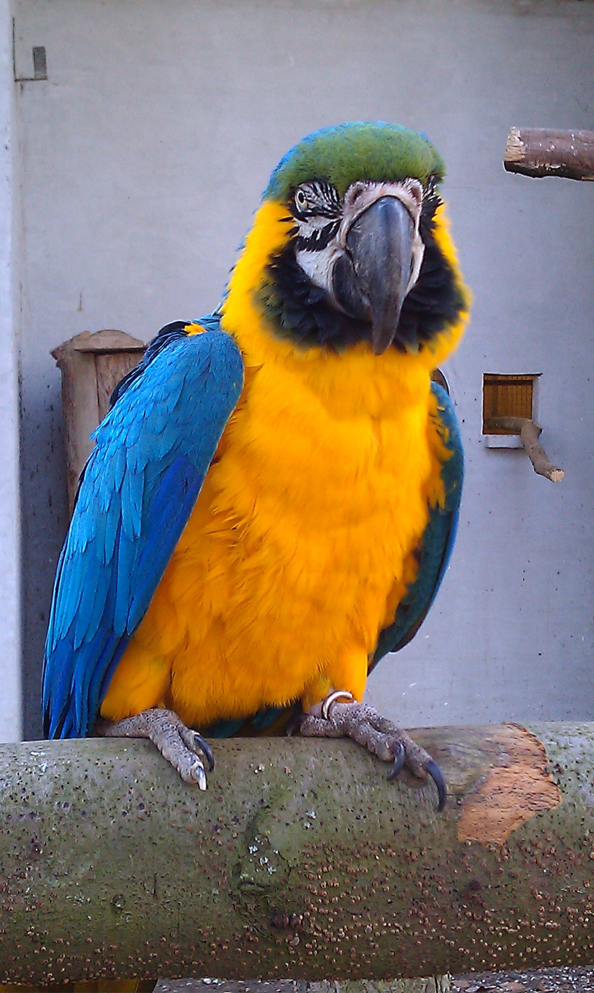 papegøjer stjålet fra fynsk fuglezoo: - Det er helt | TV2 Fyn