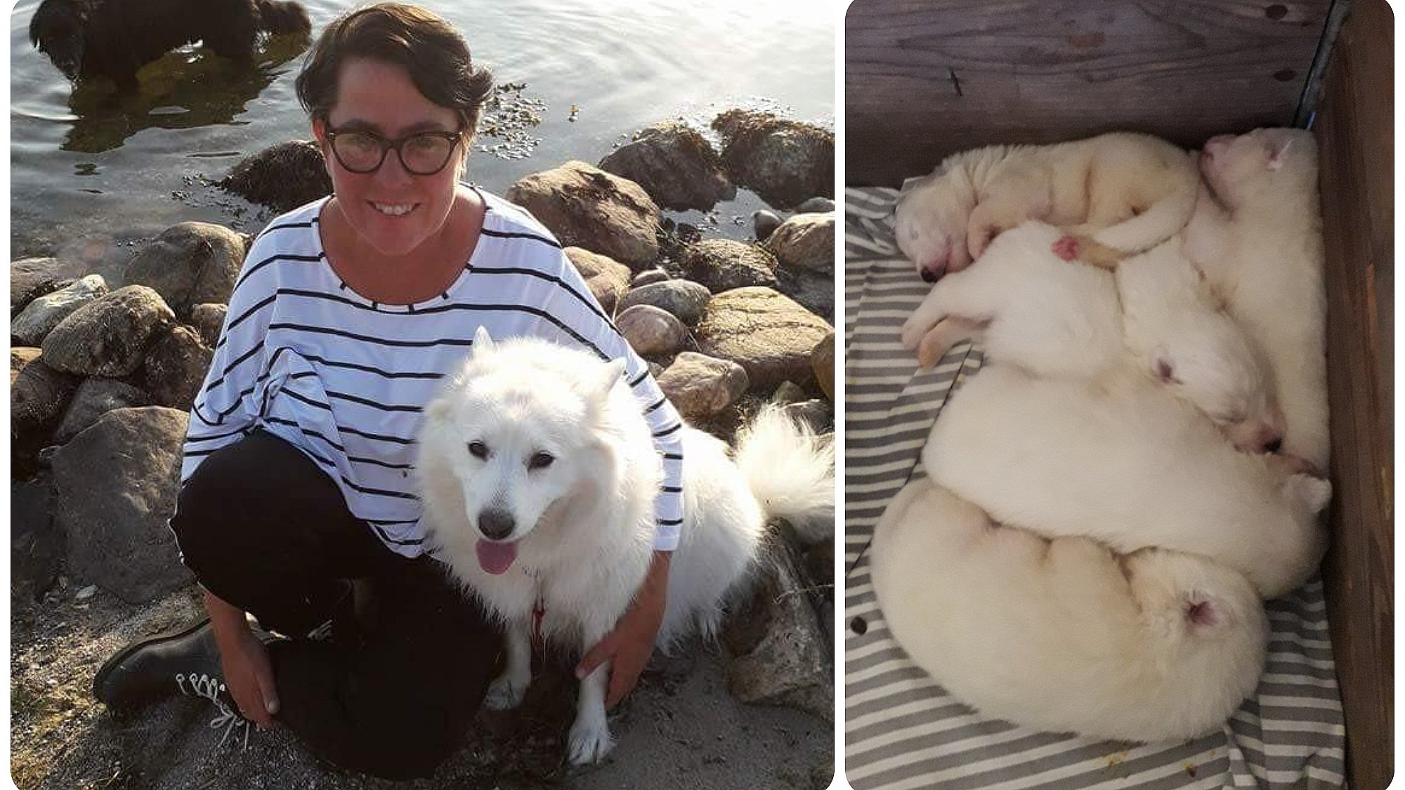 tin dommer håndled Anjas hund døde kort efter at have født seks hvalpe – så væltede hjælpen  ind | TV2 Fyn