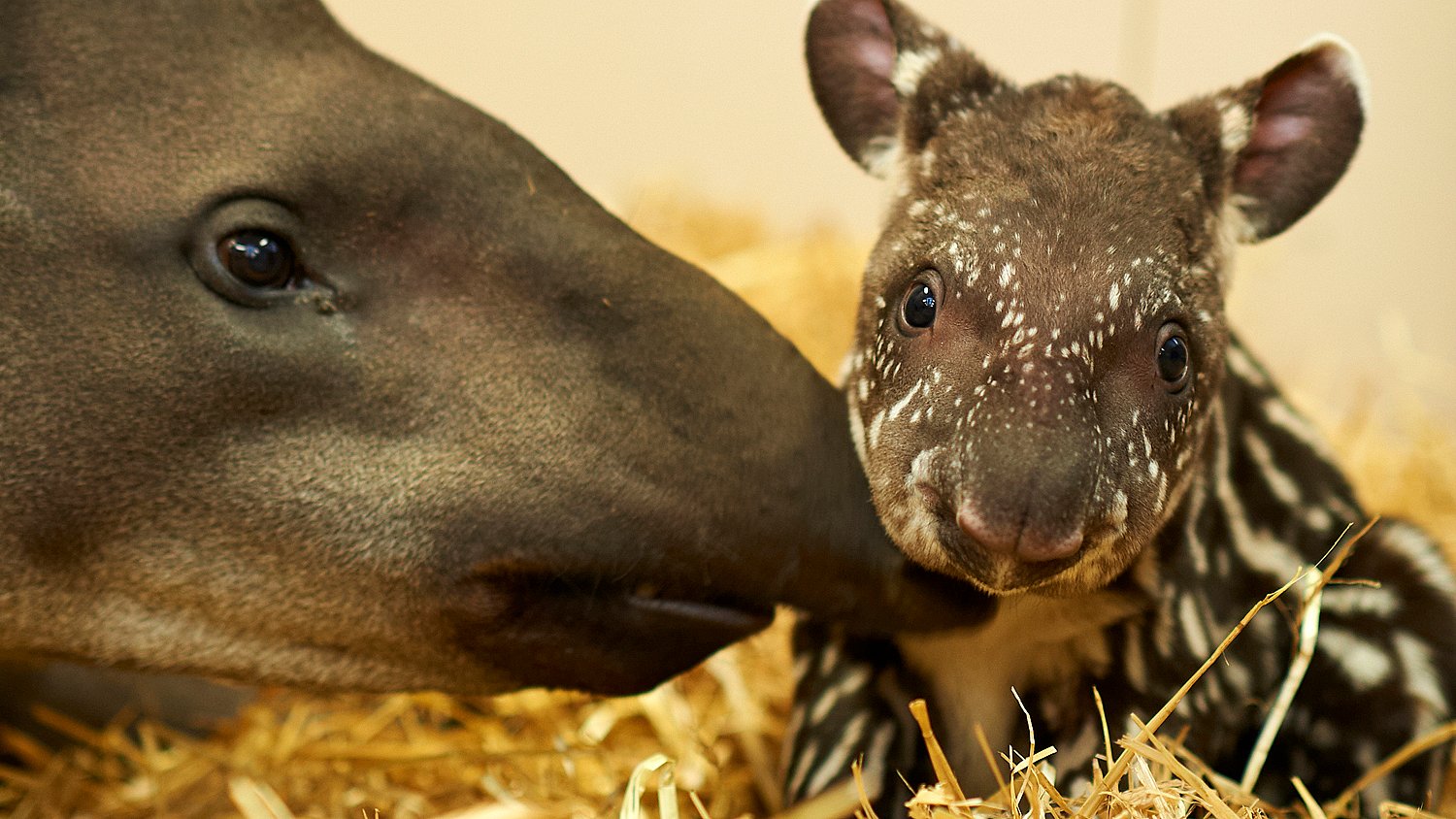 Tapirunge Fodt I Odense Zoo Tv2 Fyn