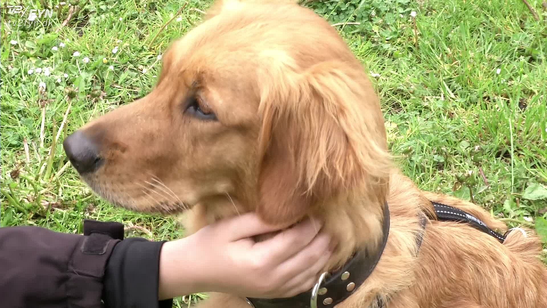 dyrlæge forarget over salg af stødhalsbånd: Hundene ved hvad der rammer dem | TV2 Fyn