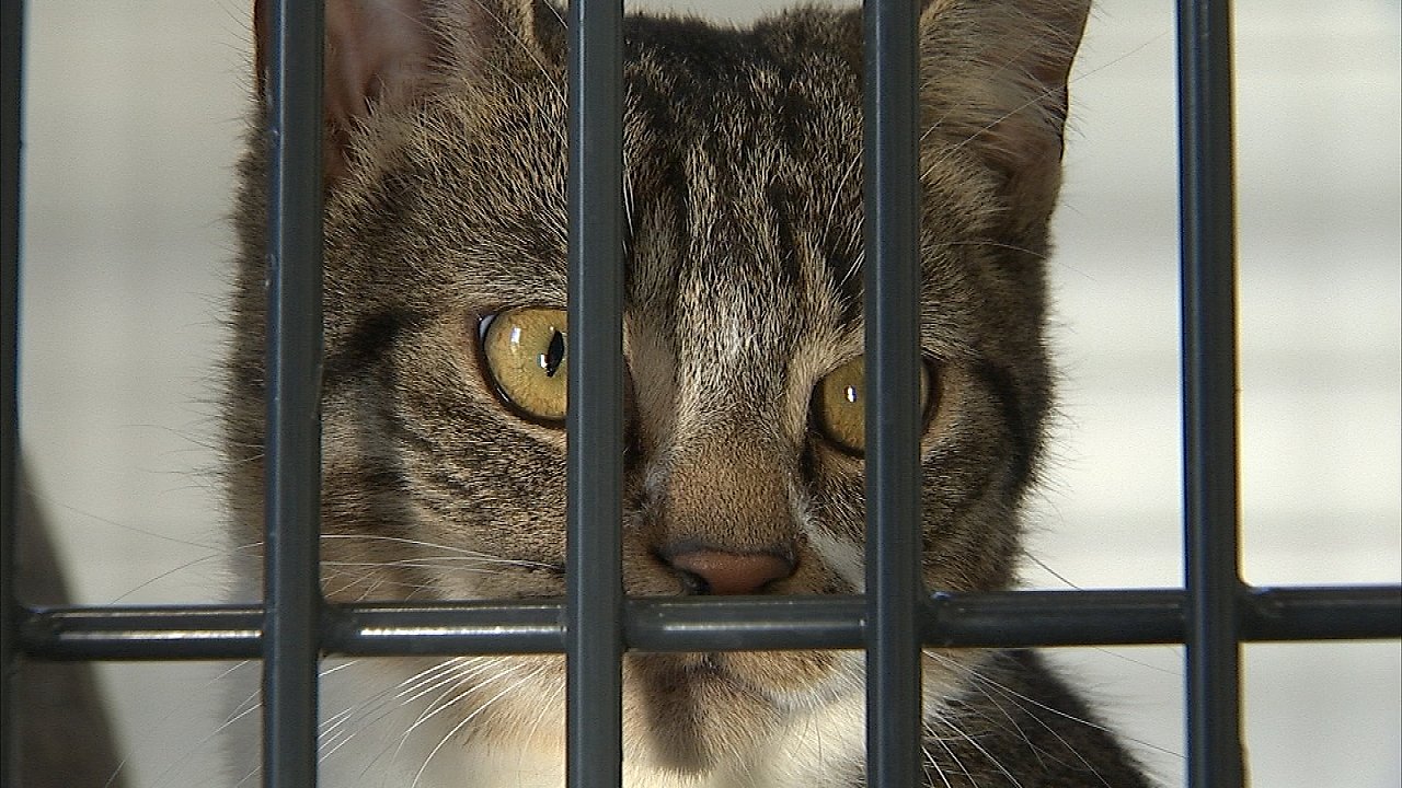 tusind landmænd Værdiløs Kattepine i Dyrenes Beskyttelse | TV2 Fyn