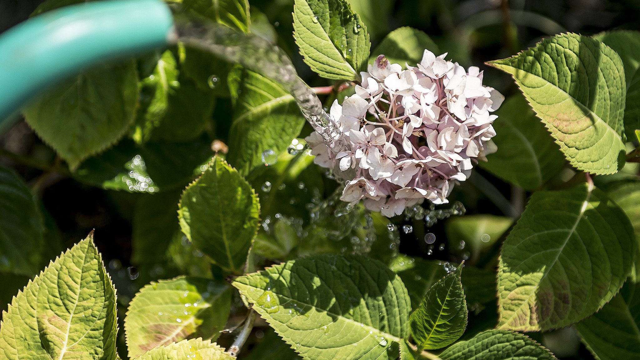 Drop roser og Tørke tvinger haveejere overveje planter | TV2 Fyn