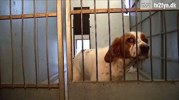 tyktflydende mærke håber Hunde kan ikke finde hjem | TV2 Fyn