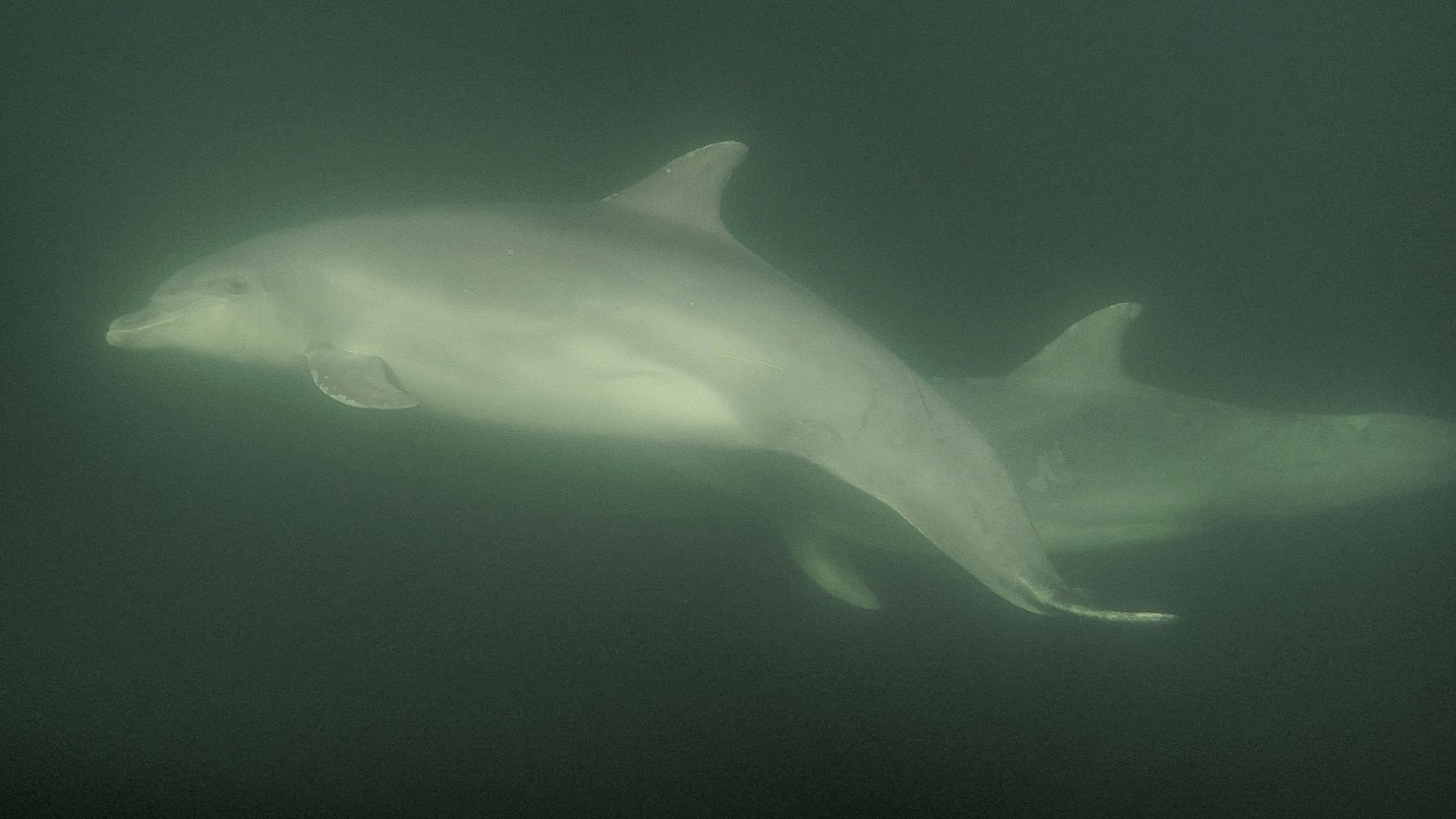 Delfiner leger med ved Nyborg | TV2 Fyn
