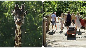 Gæster strømmer igen til Odense Zoo: - Vi har i hvert fald været her ti gange