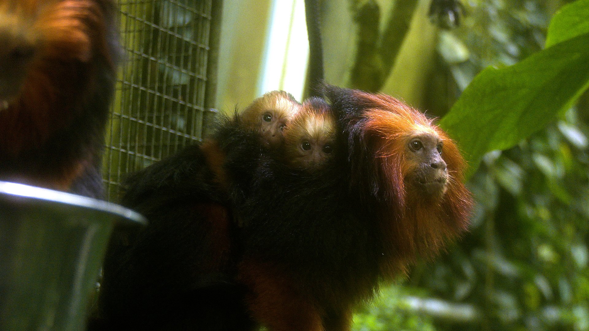 Truet abe har fået unger for første gang: Odense Zoo at Brasiliens vilde dyr | Fyn