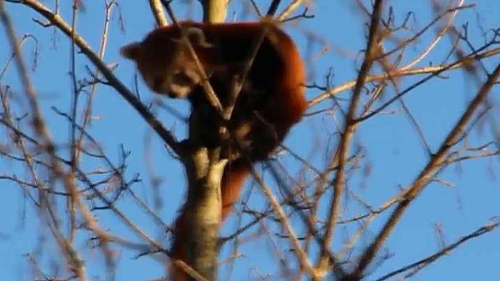 Stormvejr Blaeste Panda Ud Af Odense Zoo Tv2 Fyn