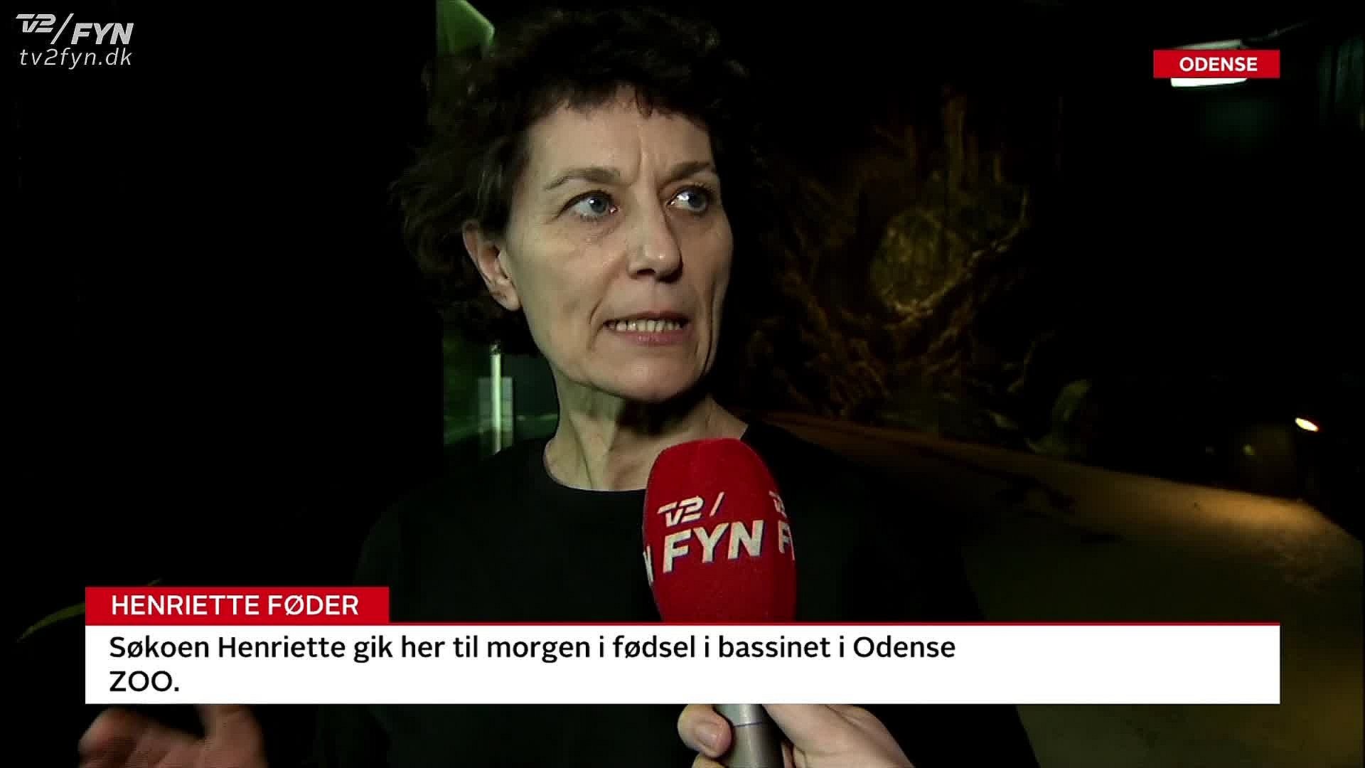 Søkoen Henriette er gået i fødsel Ugens gæster TV 2 Fyn