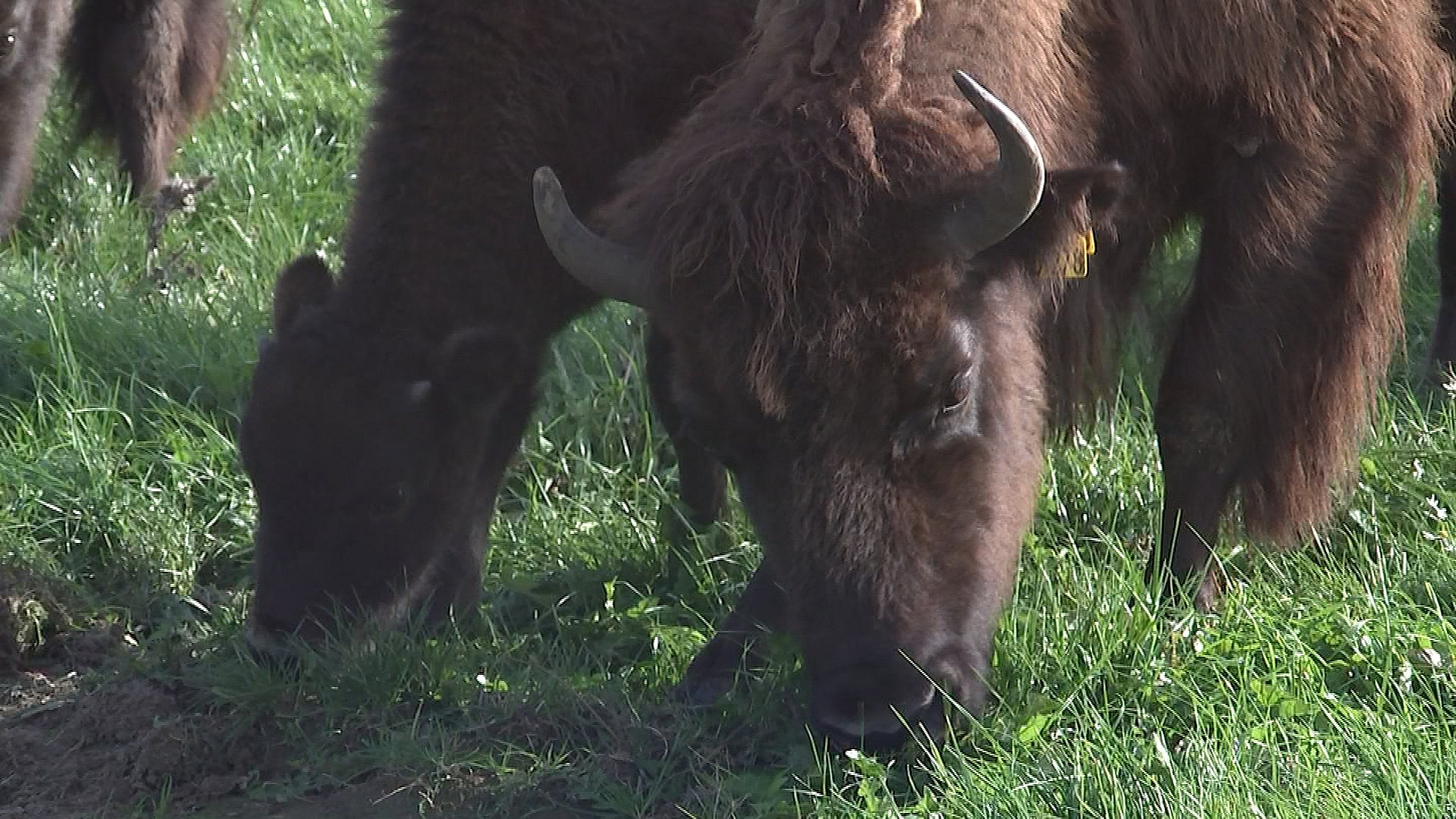 Fynsk Farm Nomineret Til Pris Jeg Er Utrolig Glad Tv 2 Fyn 