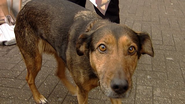 Hjemløses hunde får | TV2 Fyn